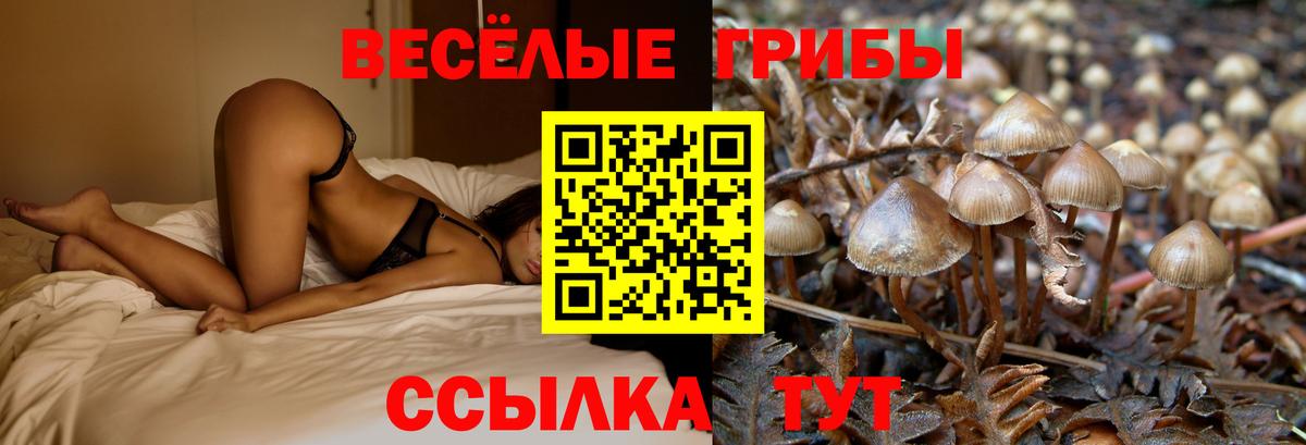Татарск  Галлюциногенные грибы прущие грибы  Вход с VPN 